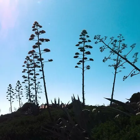 Rosa Marina شيكلي