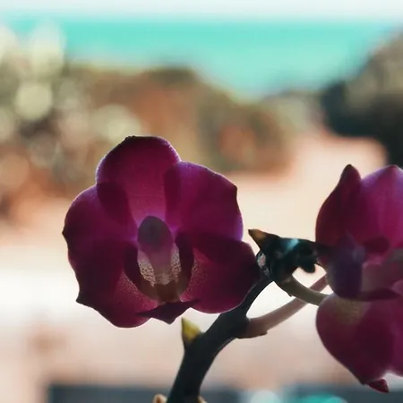 Rosa Marina بيت للعطل شيكلي